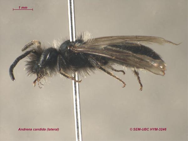 Photo of Andrena candida by Spencer Entomological Museum